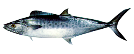 gambar ikan