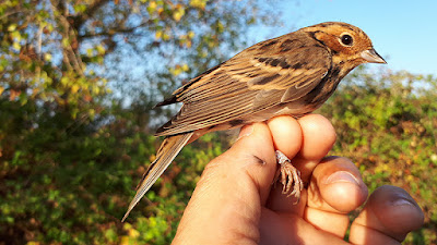 Escribano pigmeo (Emberiza pusilla)