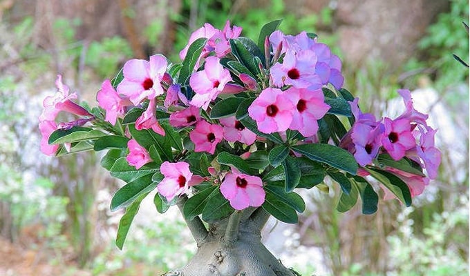 24+ Gambar Tanaman Hias Beserta Namanya Super Keren - Informasi Seputar