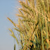 Agricultura | El trigo, al límite por la falta de agua
