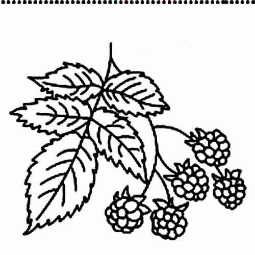Free Raspberry Coloring Pages Pictures | Fantasy Coloring Pages