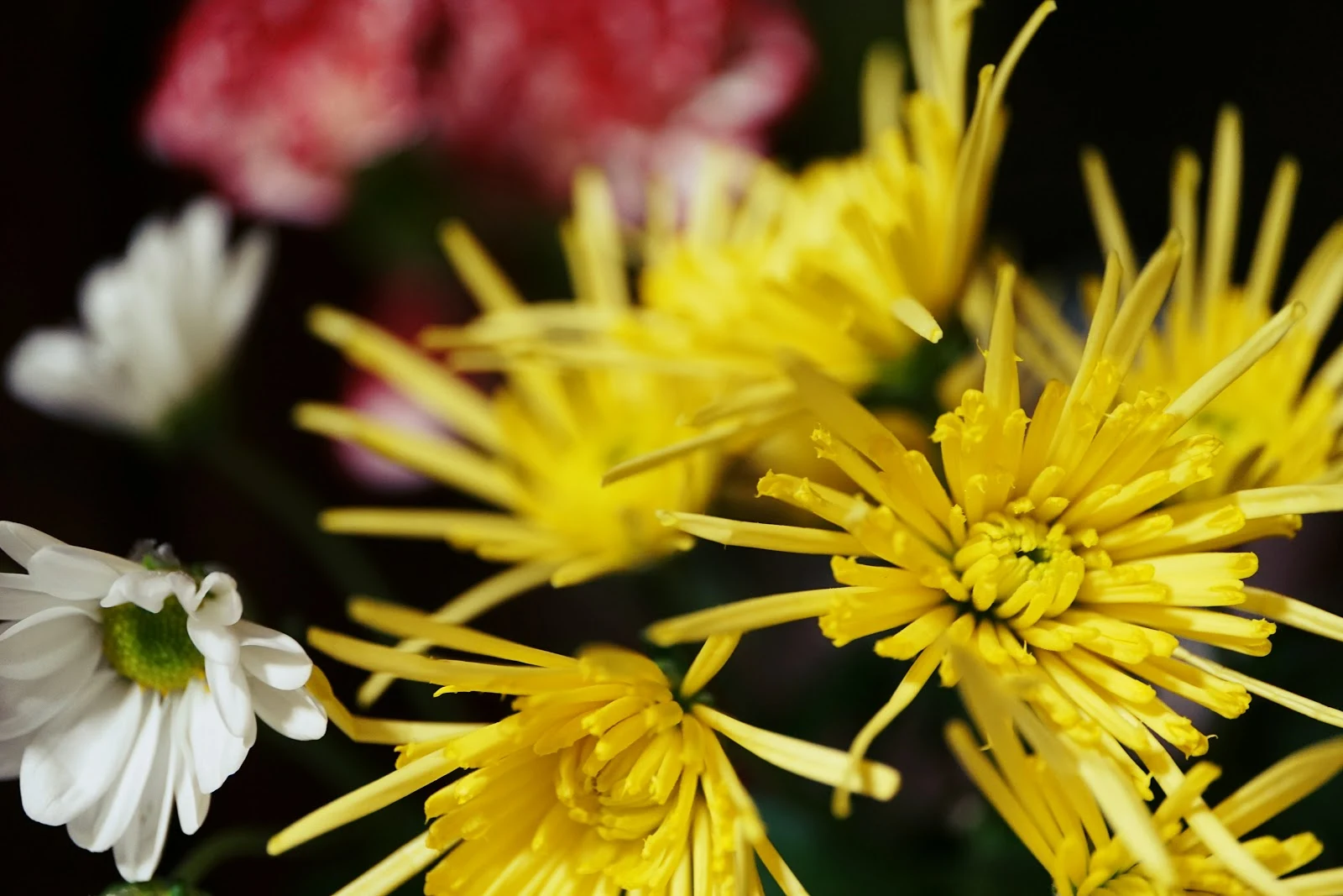 花瓶の細い花弁が開いた幾つかの黄色い花