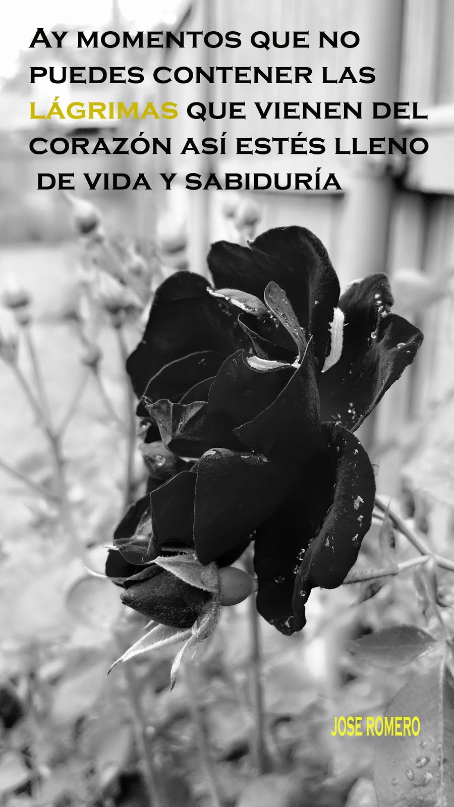 jose romero: frases de dolor y tristeza