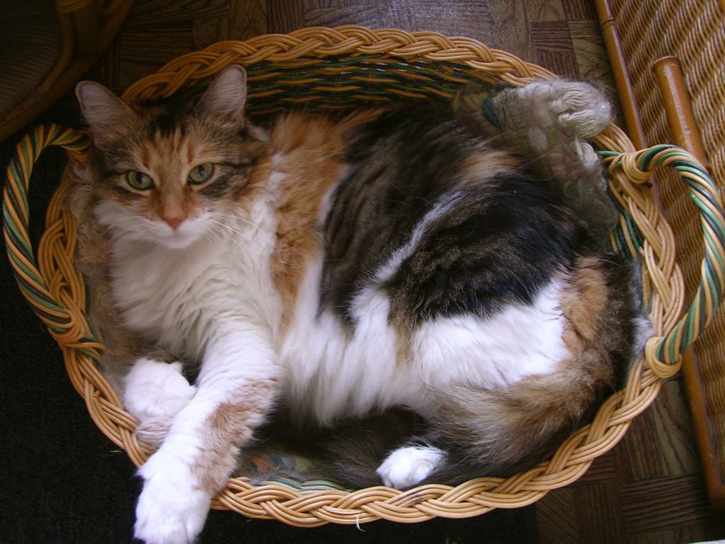 6. Cat in a basket by kvdprincess929