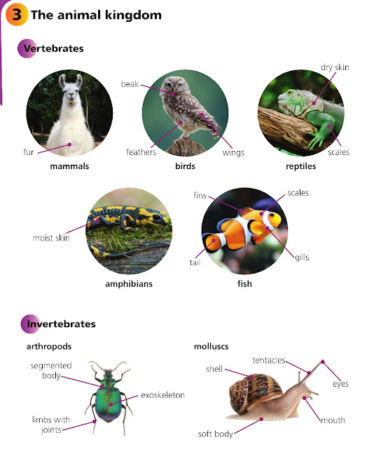 Seneca School Year 12 Science / English The Animal Kingdom