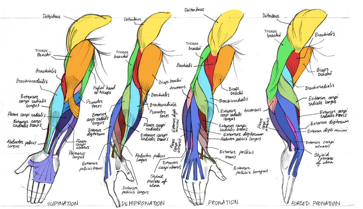 TuesdayArtGroup: Nice, Neat. Color Coded Arm Anatomy