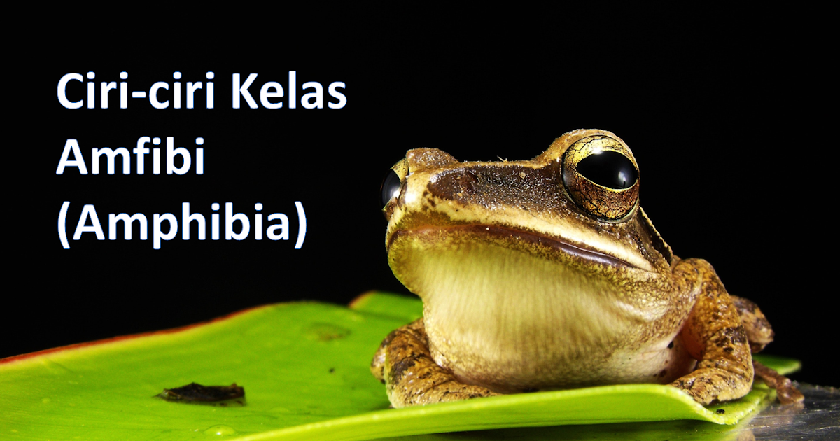 Ciri-ciri Kelas Amphibia (Amfibi) - BSB