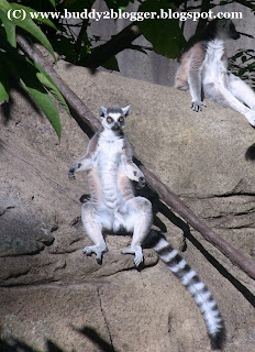 Lemur image poster picture