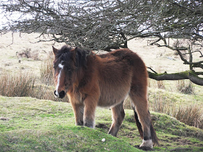 Bodmin Moor pony