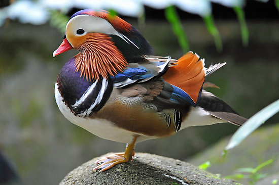 Most Beautiful Mandarin Ducks
