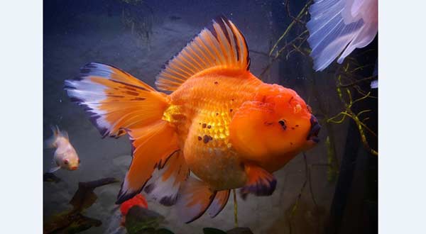 apakah ikan mas koki bisa besar apakah ikan mas koki bisa besar