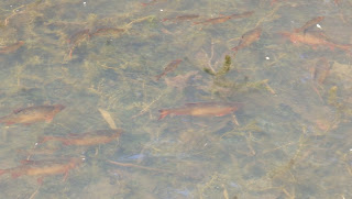 BRITISH WILDLIFE: GOLDEN RUDD IN A SECRET PLACE