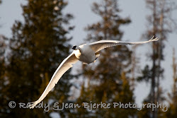 flying swans birds trumpeter down towards camera swan bjerke jean approached became active locations land river different