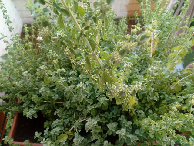 Poleo o menta poleo (Mentha pulegium L.).