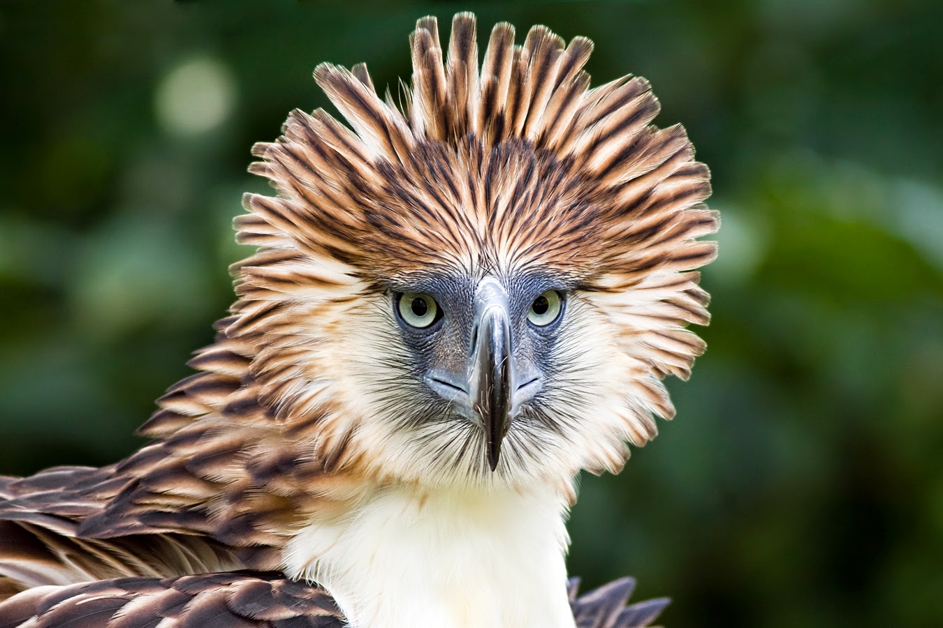 Descubre TU MUNDO Imágenes La espectacular águila filipina