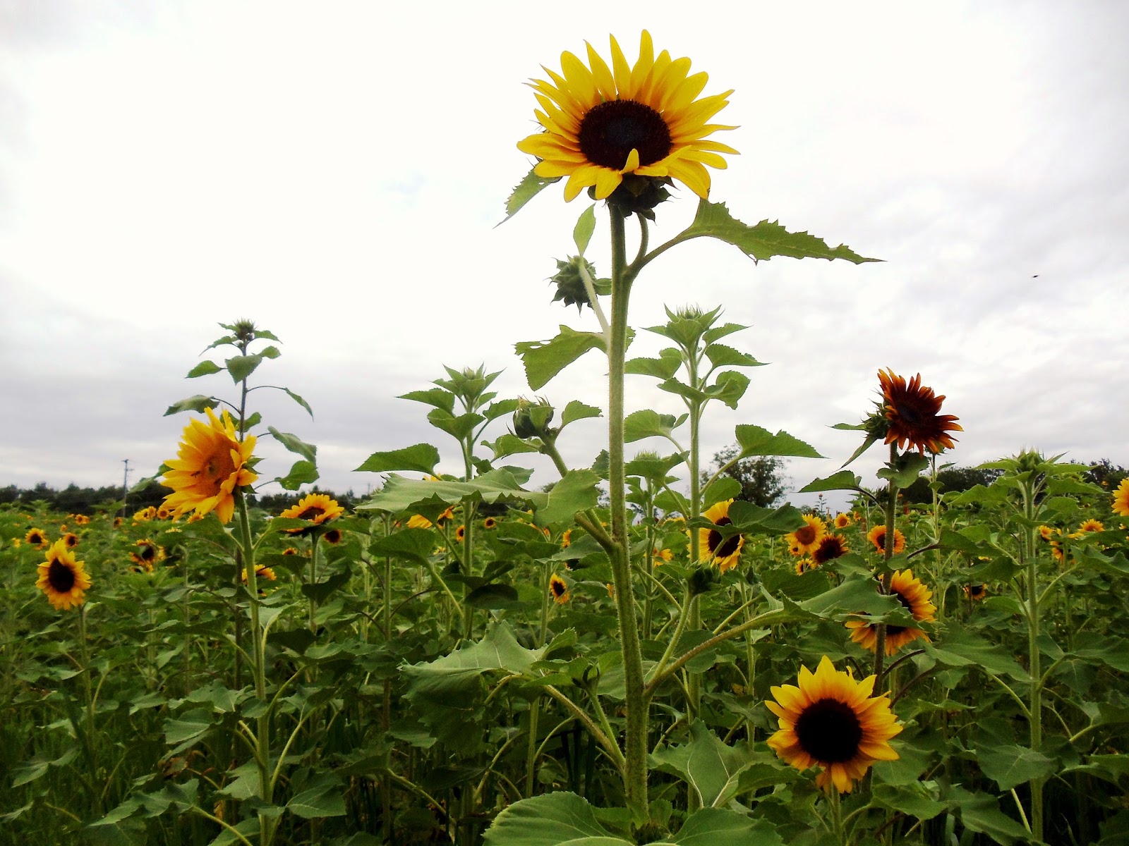 A Visit to Burnside Farms Summer of Sunflowers in Haymarket, Va