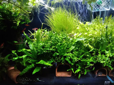 ホースでソイルを抜いた後(2回目)の水槽全景。水草ベアタンクとなっている