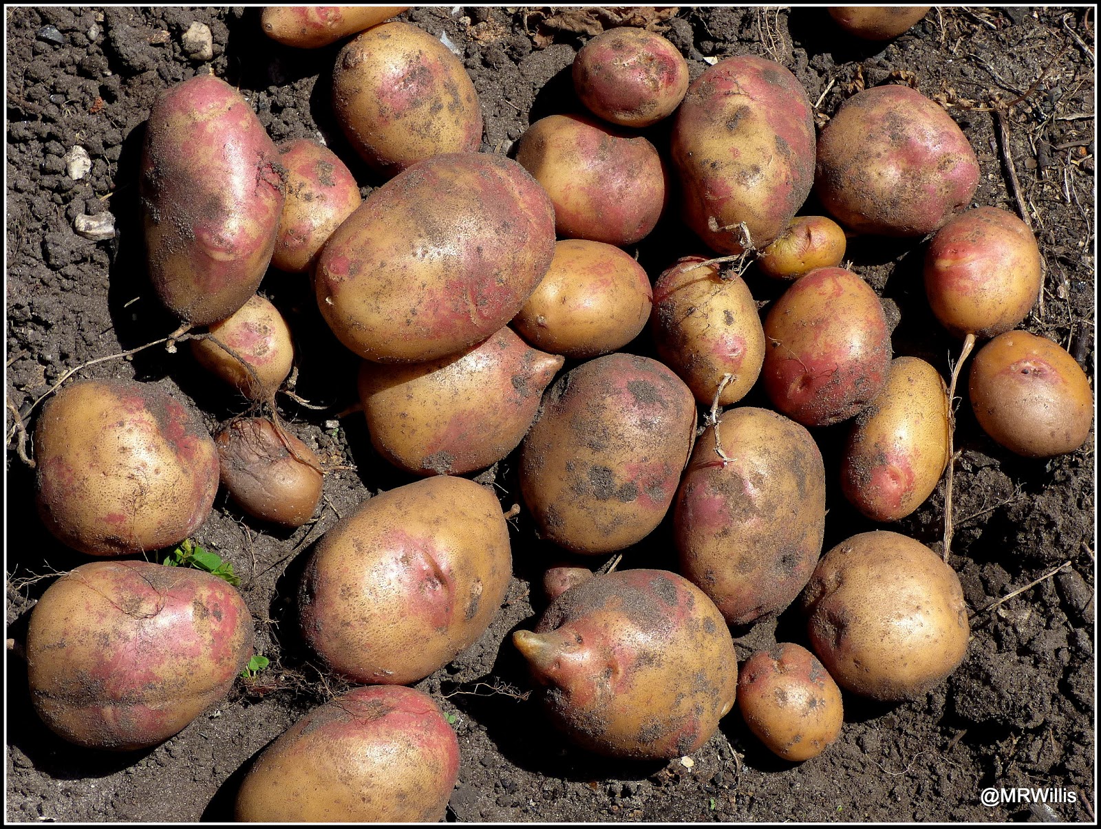 Mark's Veg Plot Harvesting Maincrop potatoes