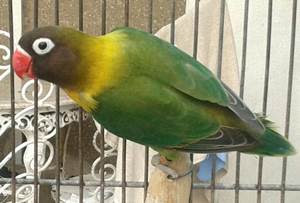 86+ Gambar Lovebird Dark Green 86+ Gambar Lovebird Dark Green