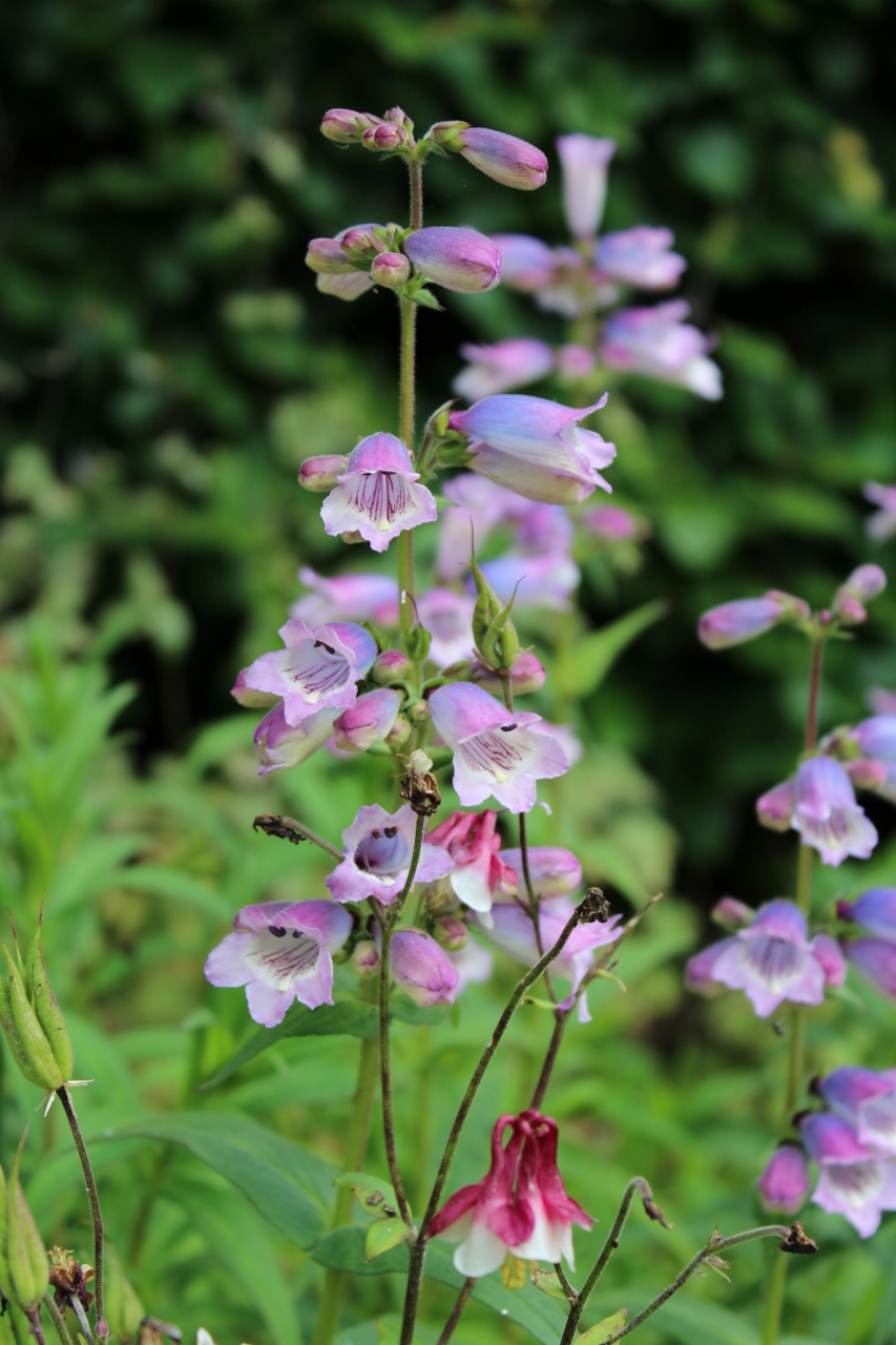 Purple Flowers in Gardens at Ascott Park