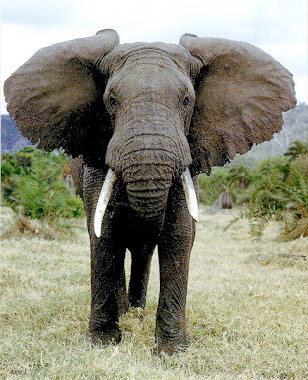 African elephant pic