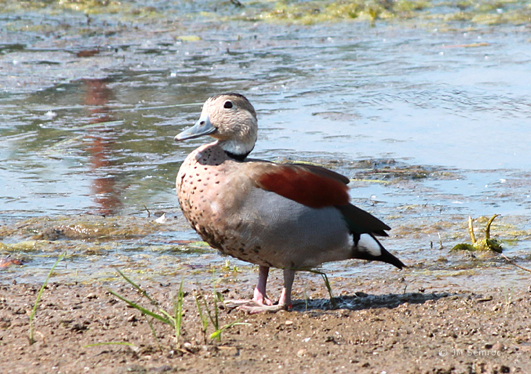 Ohio Birds and Biodiversity Blackbellied WhistlingDuck update