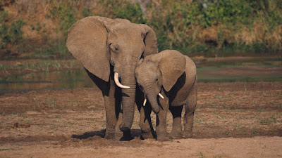Best Animals Elephant Wallpapers , Elephant Backgrounds download Free HD, Desktop, Elephant, WideScreen, High Quality, Standard, Facebook Wallpapers Wild African Elephant Family in Jungle HD Wallpaper Elder Big Wild ElephantAnimal Wallpaper ,hd wallpaper beautiful hd wallpapers | Elephant hd photos |Elephant hd wallpapers | Elephant hd images |Elephant hd pics | Elephant hd picturs | best animals Elephant hd wallpapers | letest Elephant hd images | Elephant images | Elephant image | Elephant photos | Elephant pics | Elephant picturs Best Animals Elephant Wallpapers , Elephant Backgrounds download Free HD, Desktop, Elephant, WideScreen, High Quality, Standard, Facebook Wallpapers Wild African Elephant Family in Jungle HD Wallpaper Elder Big Wild ElephantAnimal Wallpaper ,hd wallpaper beautiful hd wallpapers | Elephant hd photos |Elephant hd wallpapers | Elephant hd images |Elephant hd pics | Elephant hd picturs | best animals Elephant hd wallpapers | letest Elephant hd images | Elephant images | Elephant image | Elephant photos | Elephant pics | Elephant picturs