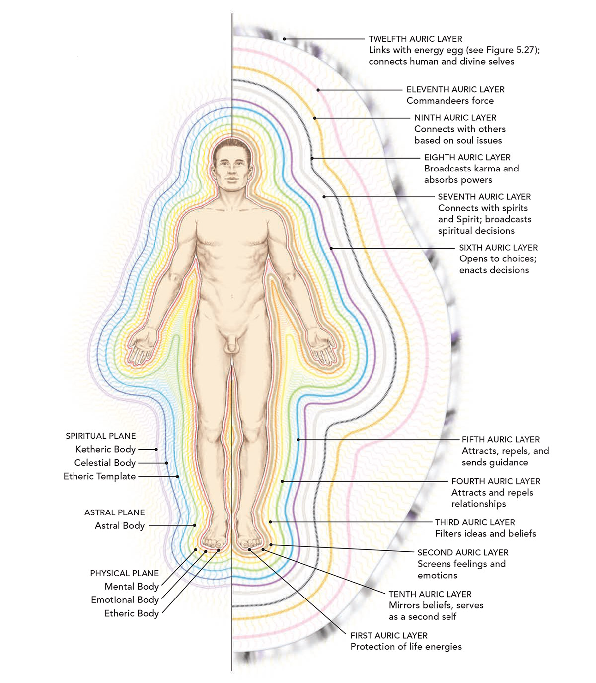 The Human Energy System and Energy Bodies UNITED SPIRITUALITY