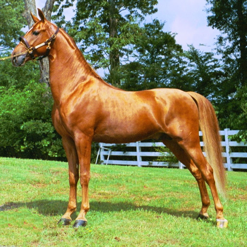 Recanto Campeiro: Raças - American Saddlebred