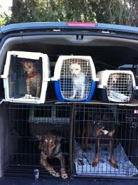 No one left behind, pets included | Fun Animals Wiki, Videos, Pictures