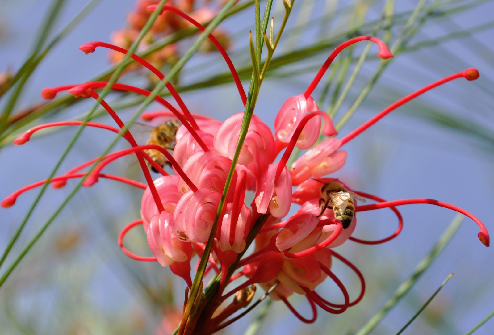 A Passion for Flowers Glorious Grevillea