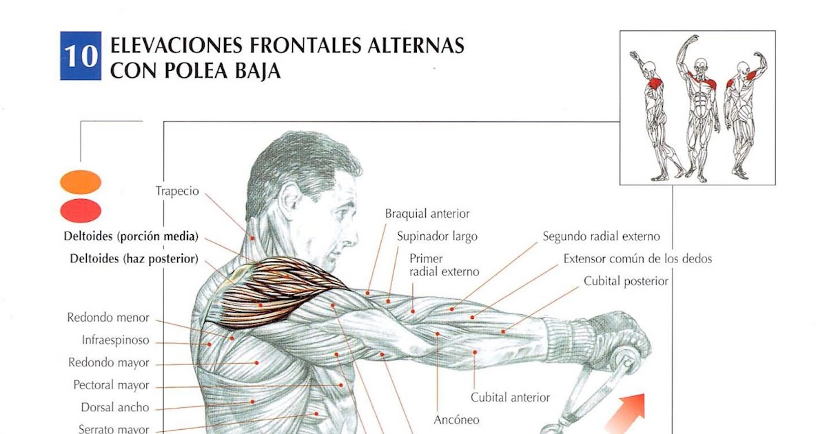 elevaciones posteriores con polea