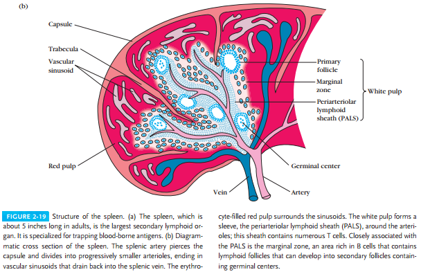 Secondary Lymphoid Organs | IMMUNOLOGY SYSTEM