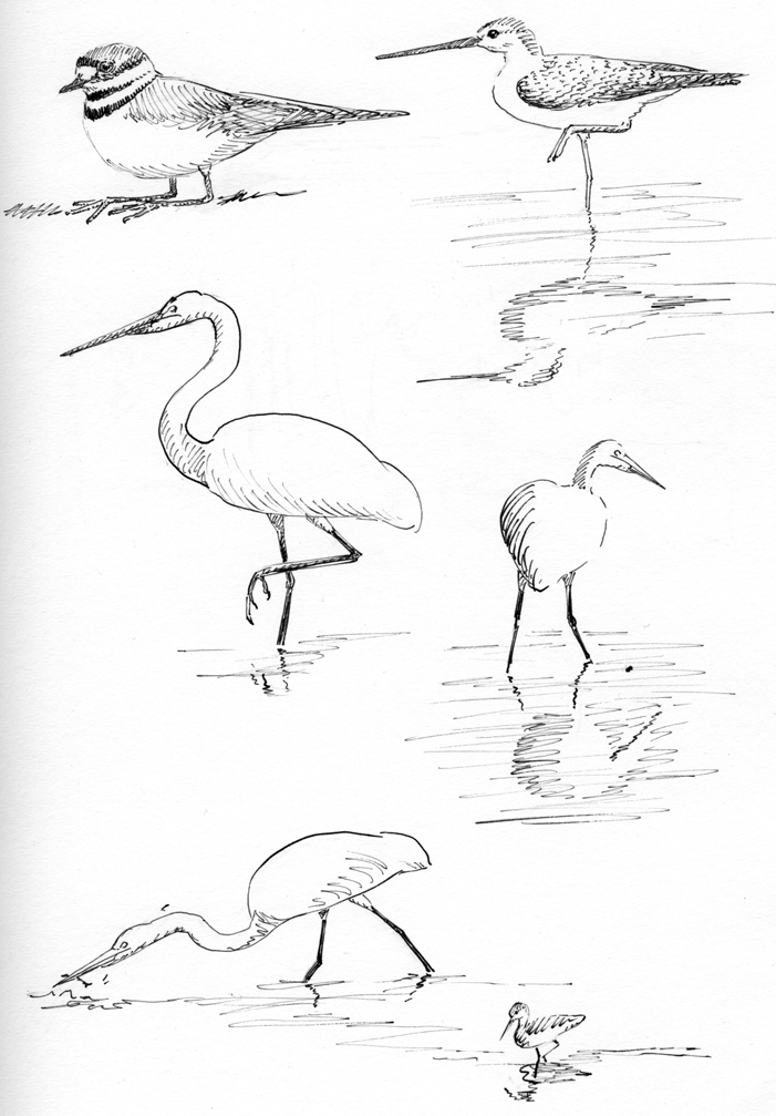 Sketching in Nature: Sketching Egrets