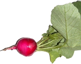 Rabanito Foto de un rabanito con hojas