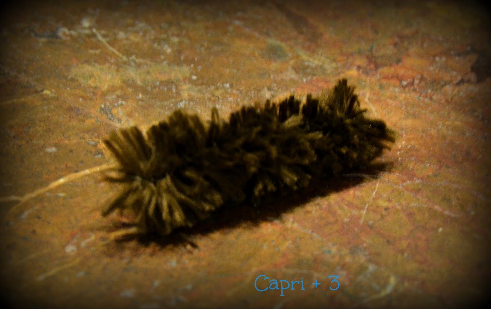 Science Fun-Learning About the Woolly Bear Caterpillar - Capri + 3