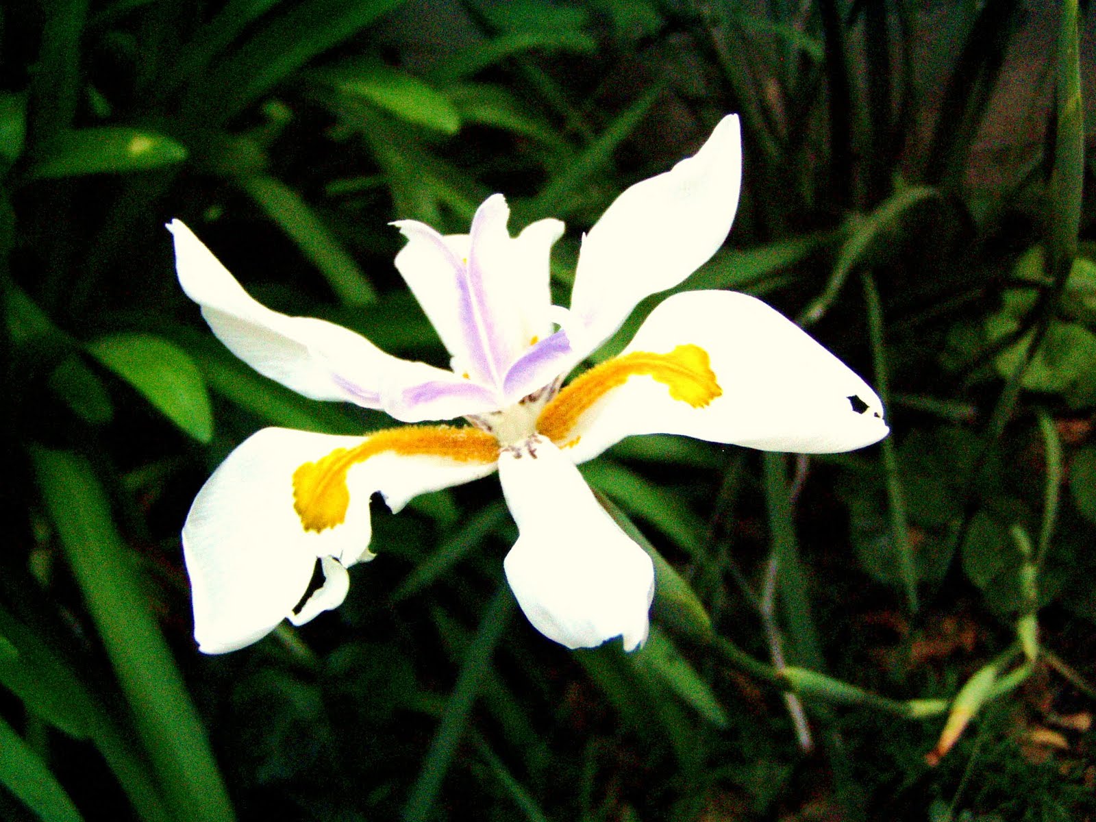 Flowers and Musings Lilies of the Field