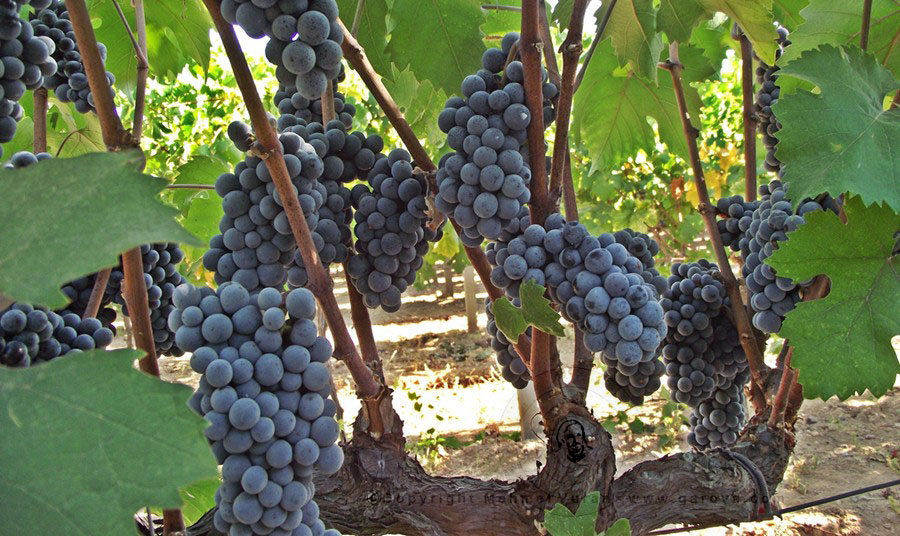 Garova Bağları Günlüğü: Ekim 2012