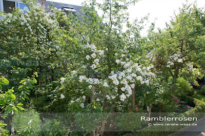 robuste Rosen im Garten