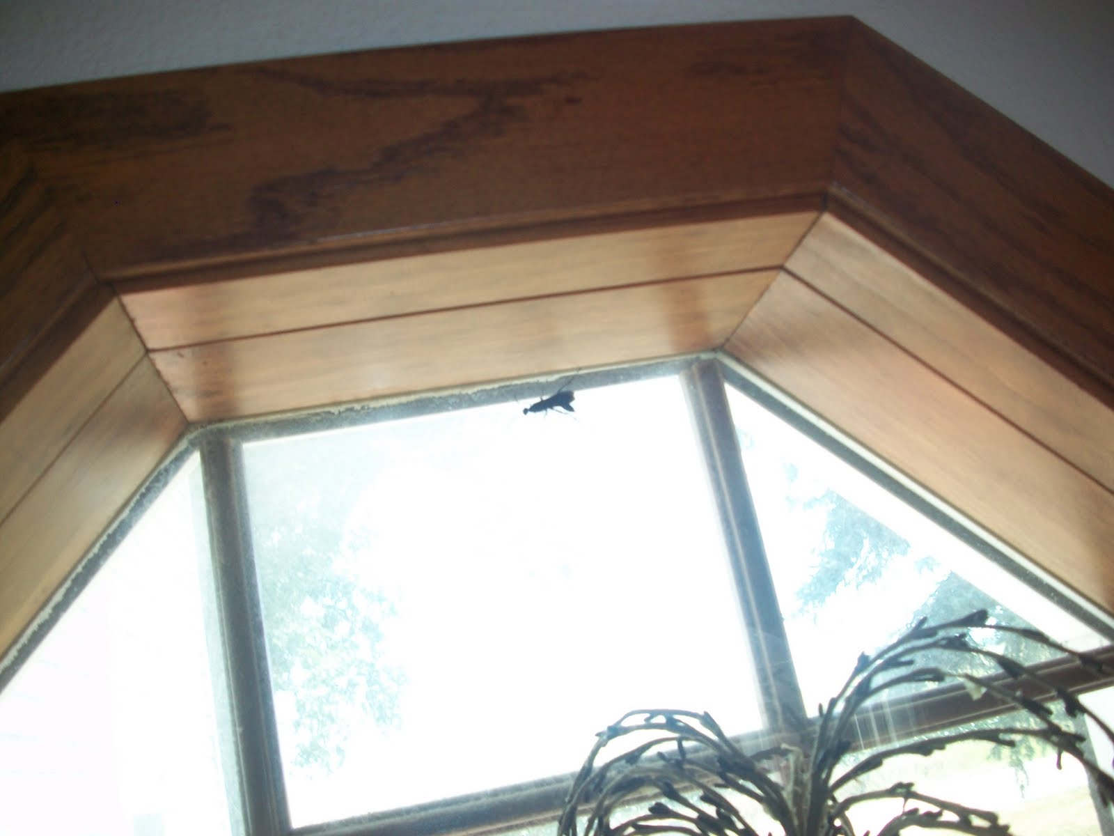 The Iowa State Farm Queen