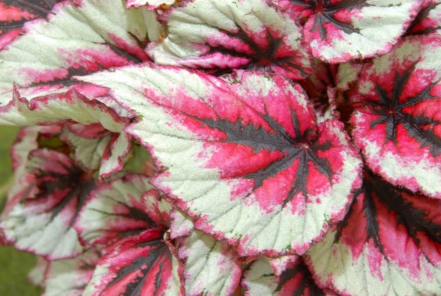 Бегония из голландии