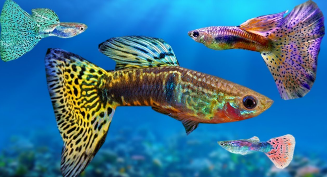 Contoh Soal Dan Jawaban Tentang Budidaya Ikan Hias Contoh Soal Dan Jawaban Tentang Budidaya Ikan Hias