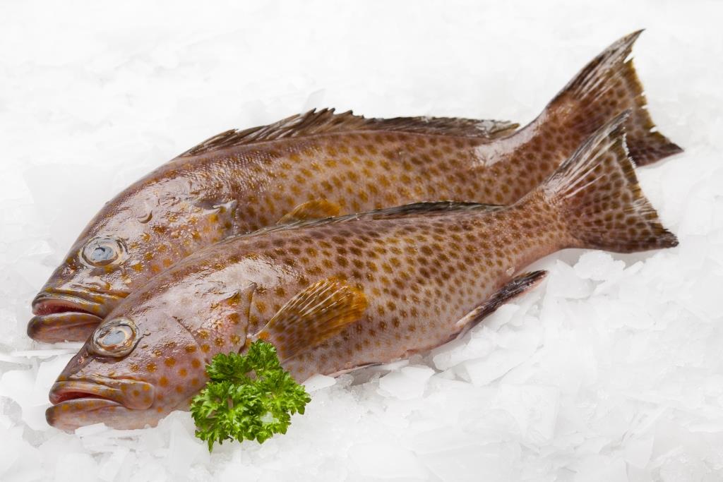 Мясо дорогих рыб. Gropper рыба. Hamour Fish. White Gropper рыба. Самое дорогое мясо рыбы.