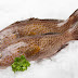 Grouper Fish Facts