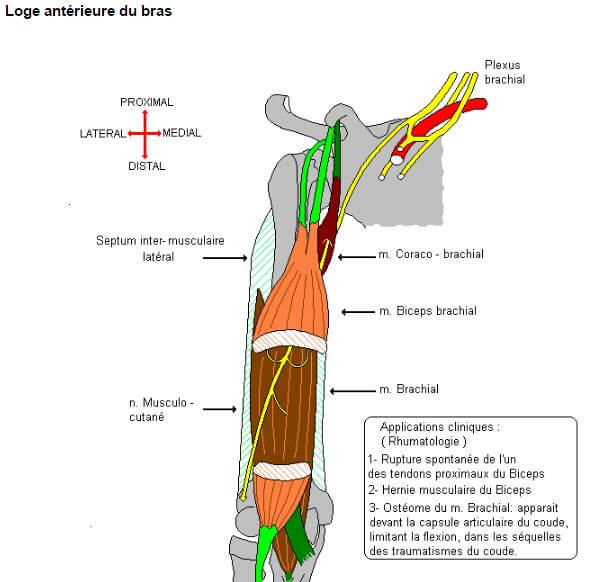 Myologie du bras Loge antérieure, Loge postérieure