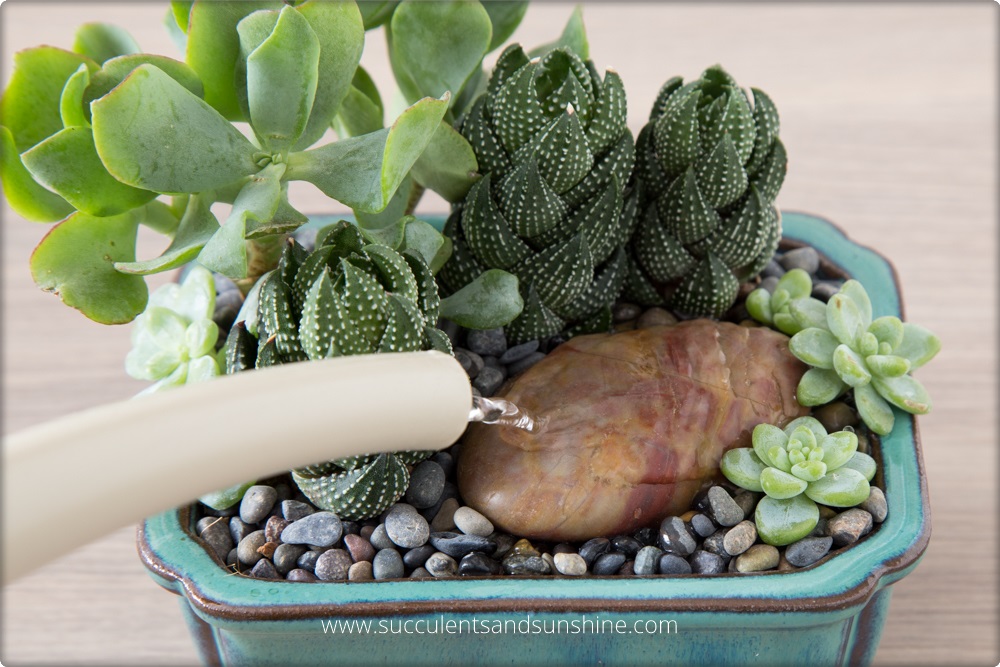 How to Water Succulents Cactus Garden