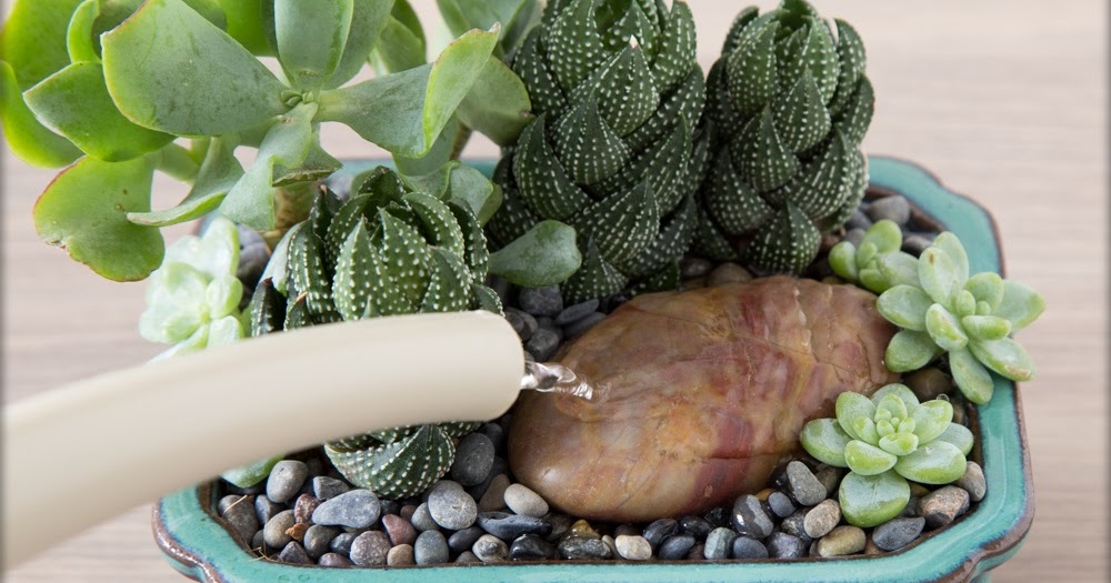 How to Water Succulents Cactus Garden