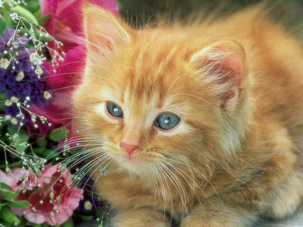 My Wallpapers Corner Cute Yellow Cat Wallpaper