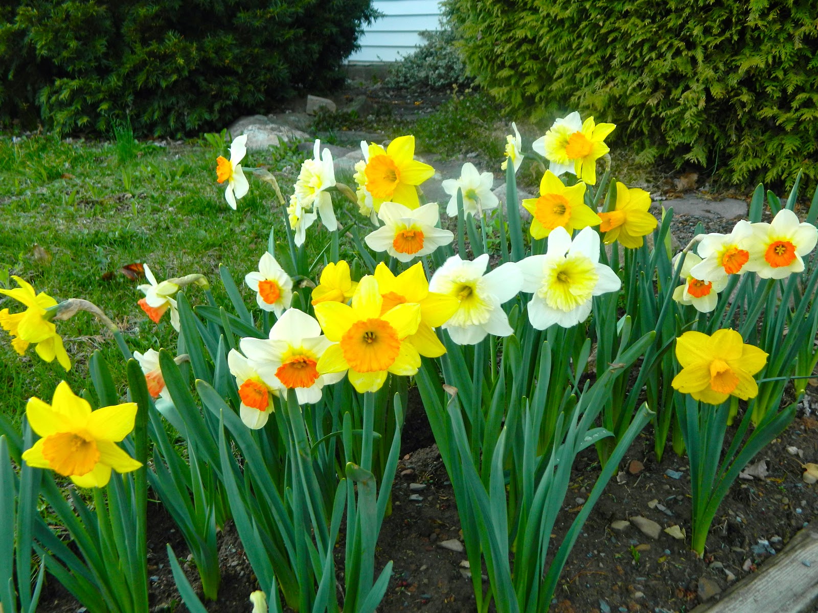 Pam's English Cottage Garden The Daffodil Walk