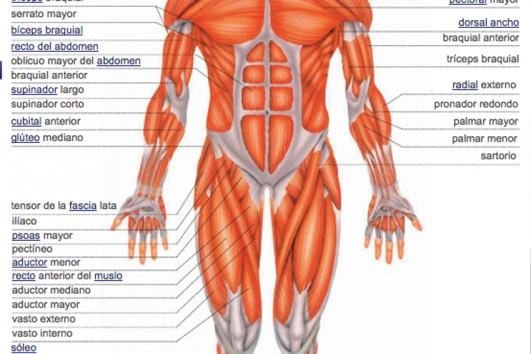 Musculo mas pequeño del cuerpo humano